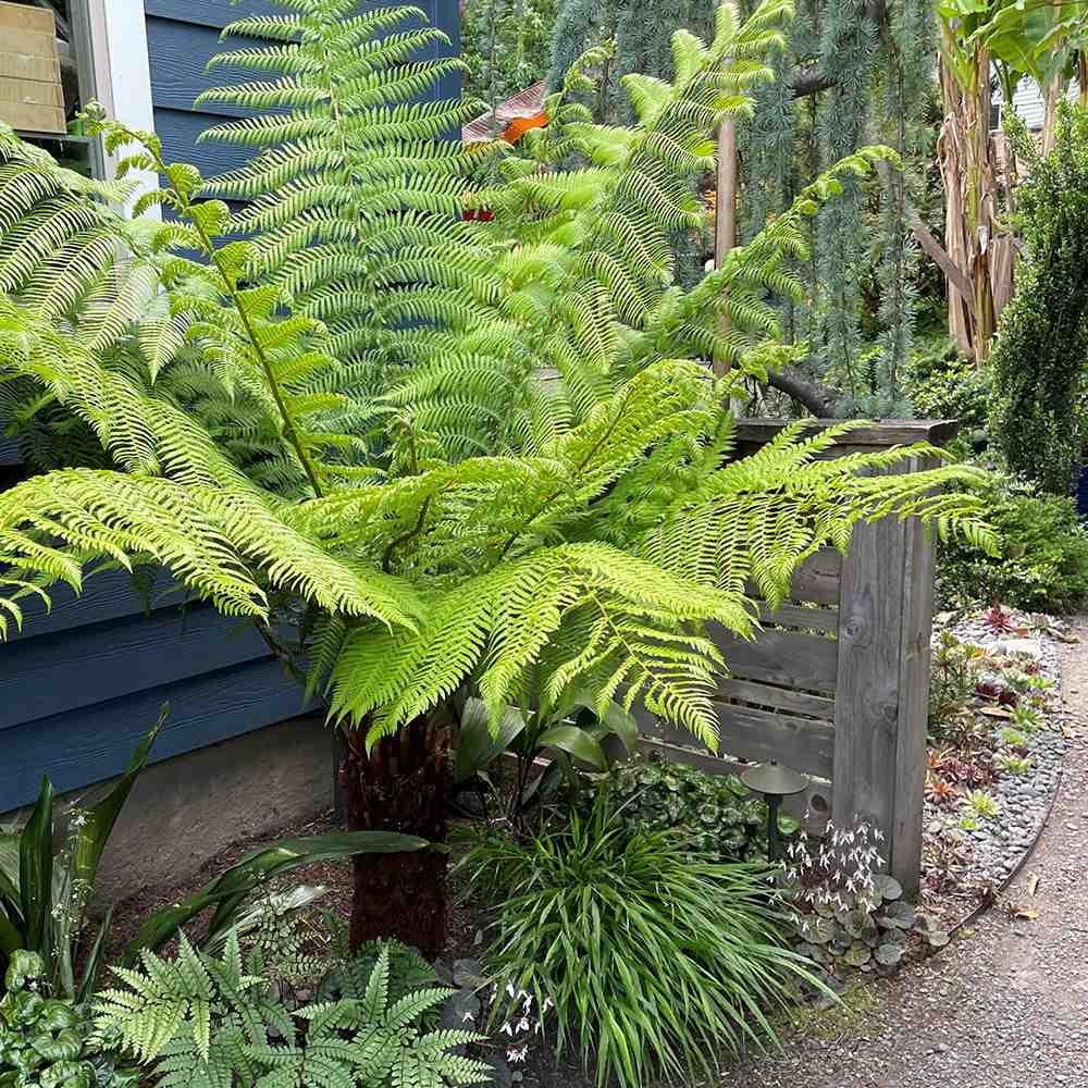 Feriga Copac (Dicksonia Antartica)