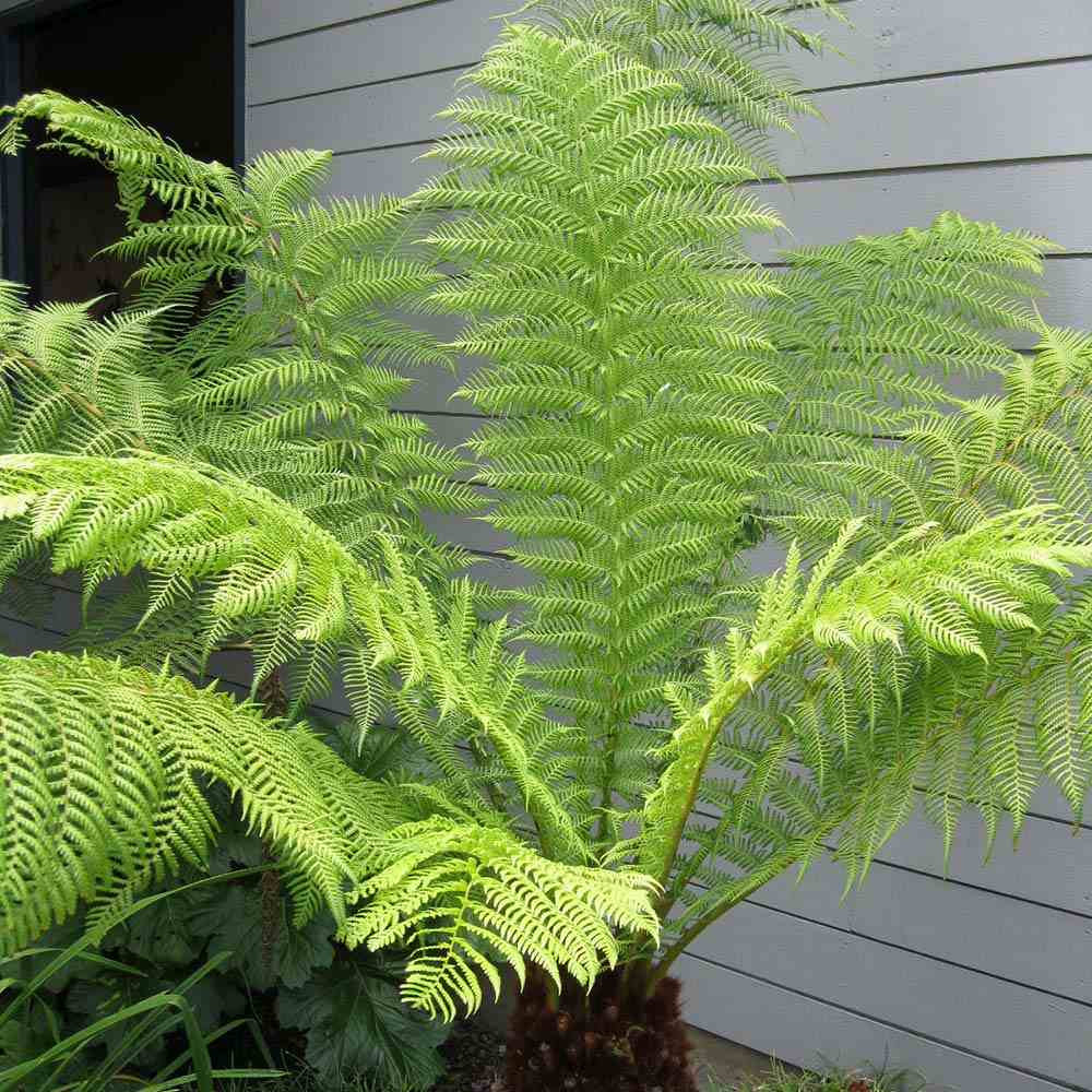 Feriga Copac (Dicksonia Antartica)
