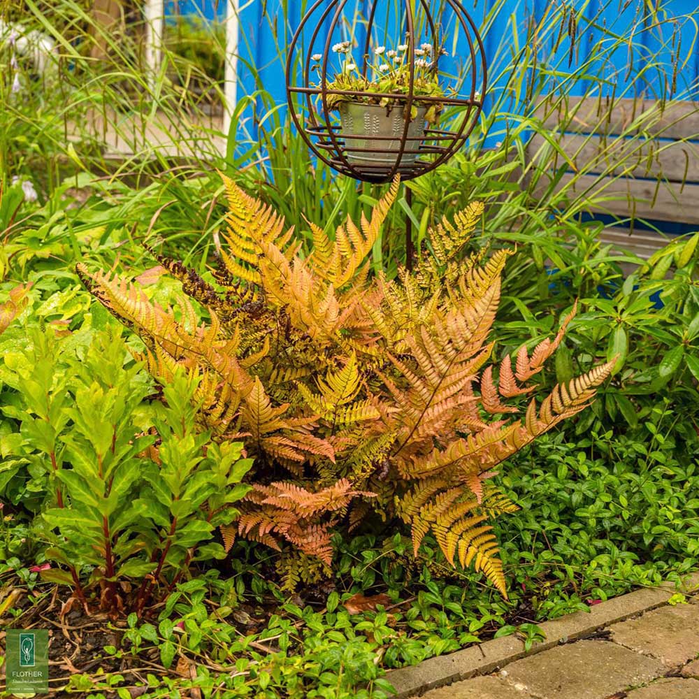 Feriga de Gradina (Dryopteris Erythrosora)