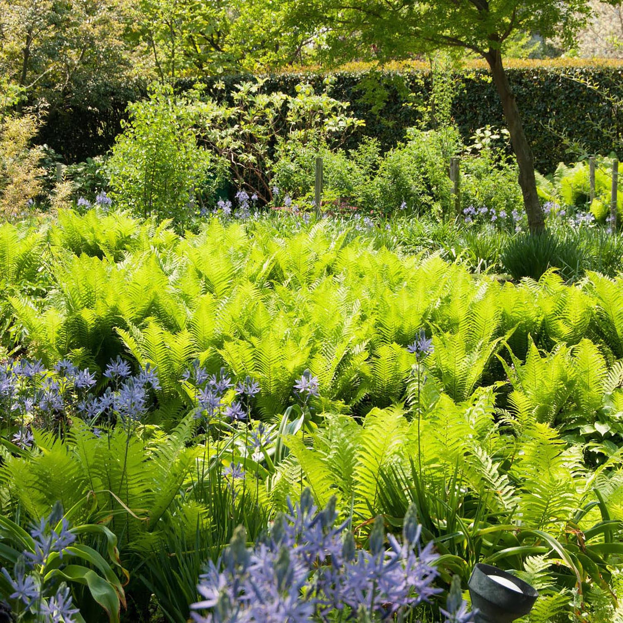 Feriga Falsa Masculina (Dryopteris Affinis)