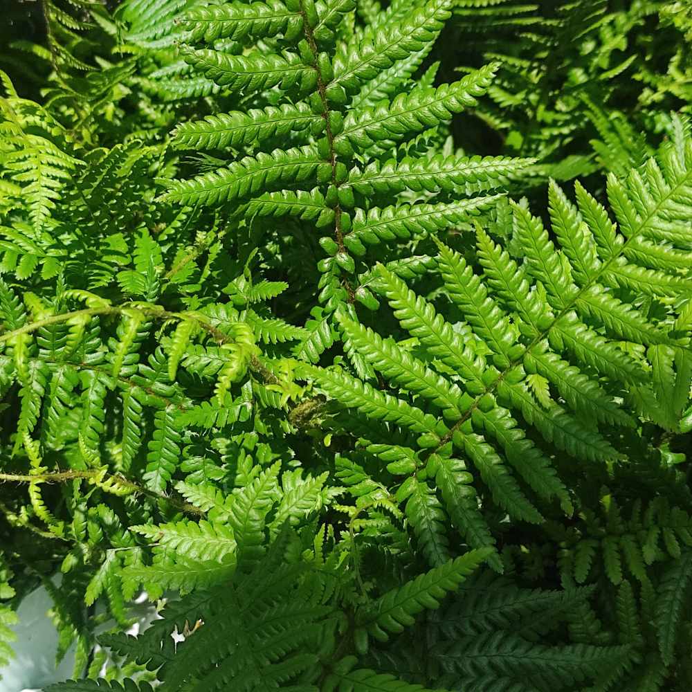 Feriga Falsa Masculina (Dryopteris Affinis)