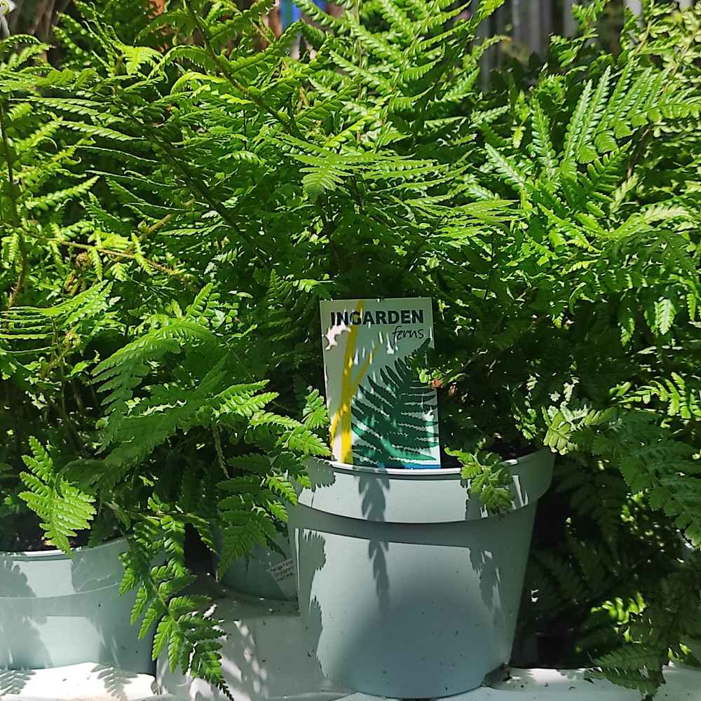 Feriga Falsa Masculina (Dryopteris Affinis)