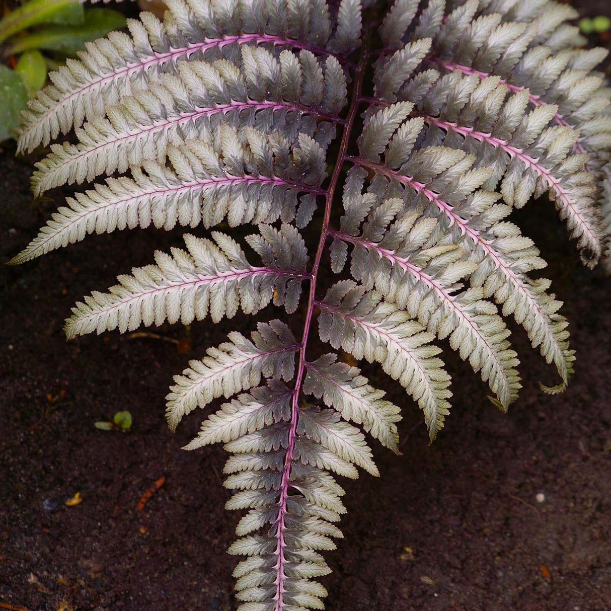 Feriga Japoneza Pictata (Athyrium) Niponicum Pictum