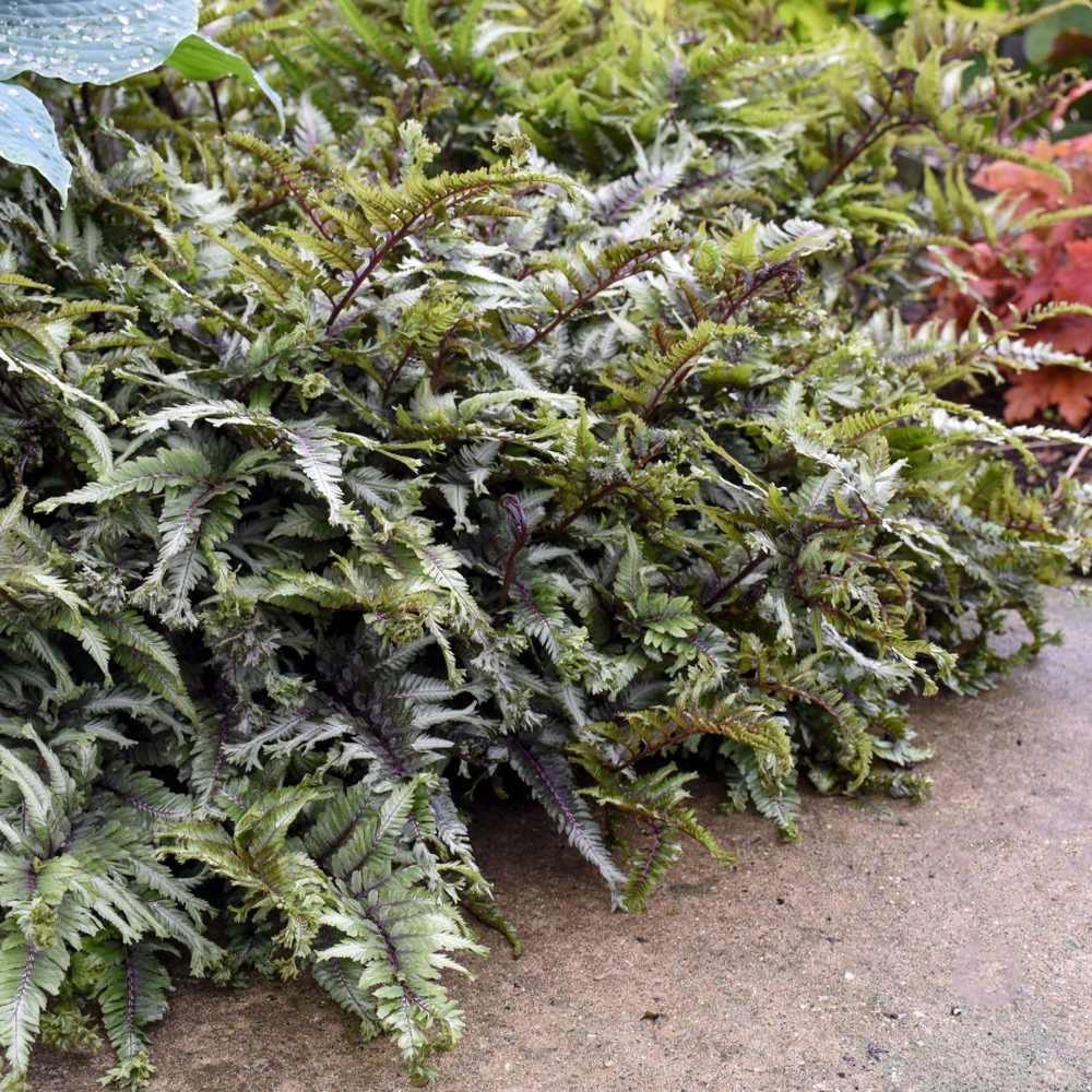 Feriga Japoneza Pictata (Athyrium) Crested Surf
