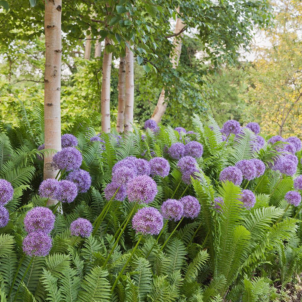 Feriga Uriasa Pana Strutului (Matteuccia Struthiopteris)