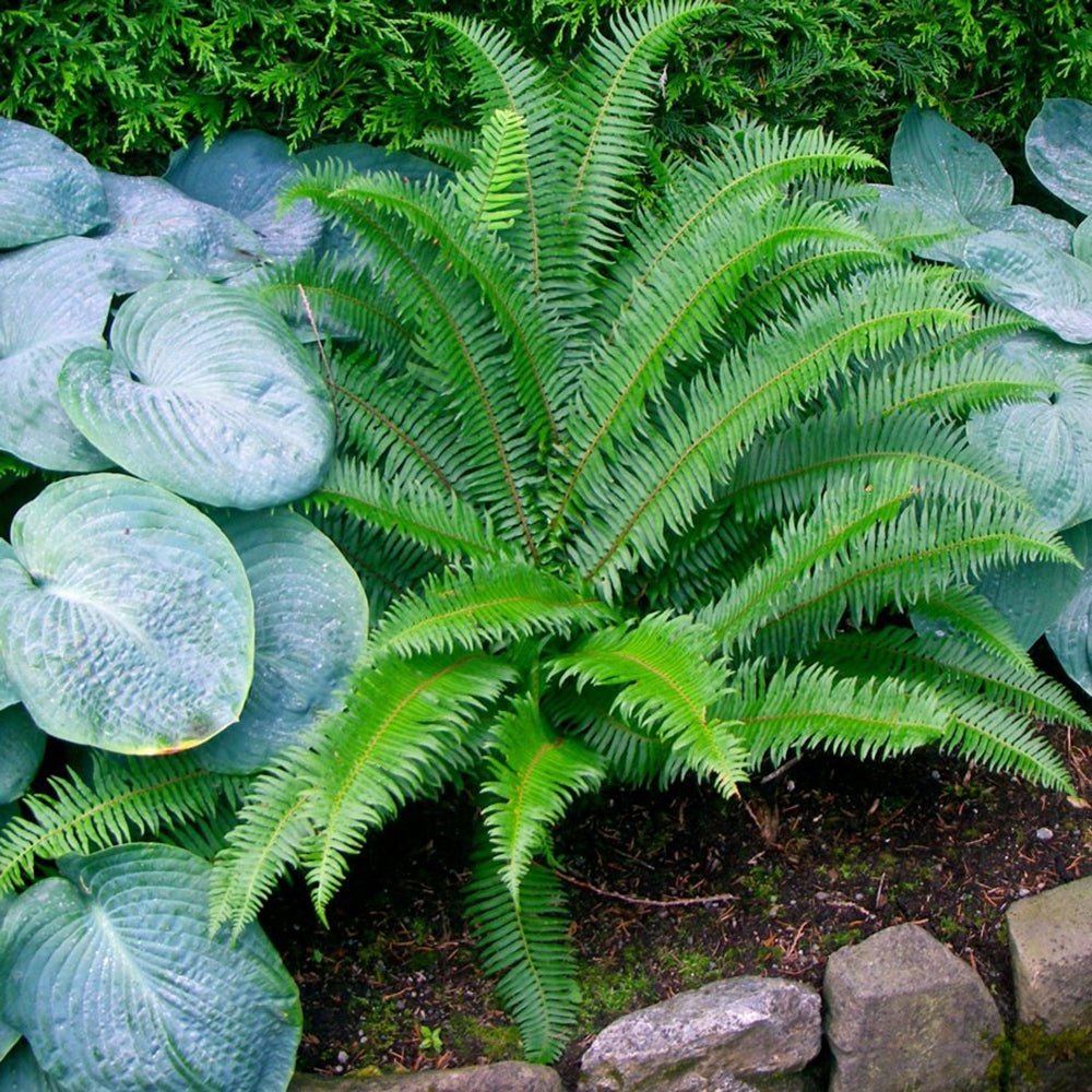 Feriga (Polystichum Munitum)