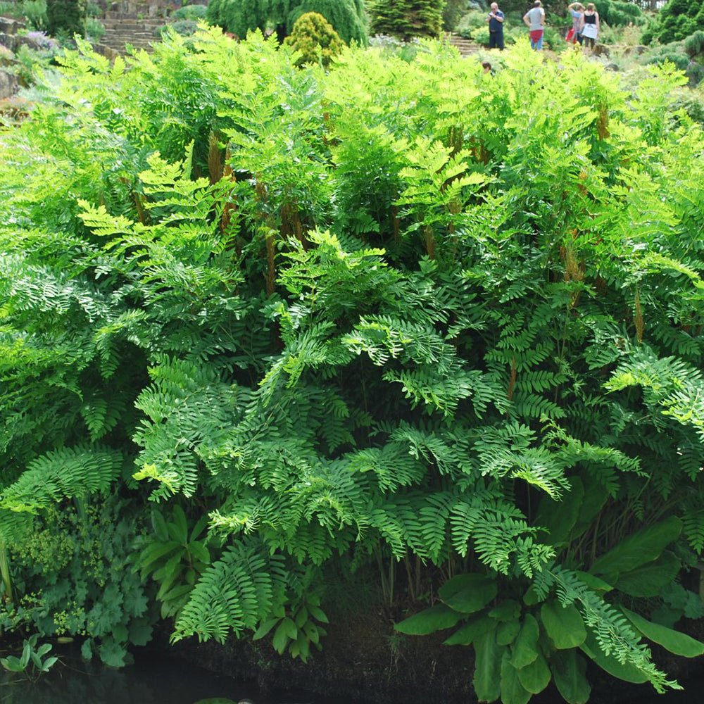 Feriga Regala (Osmunda Regalis)