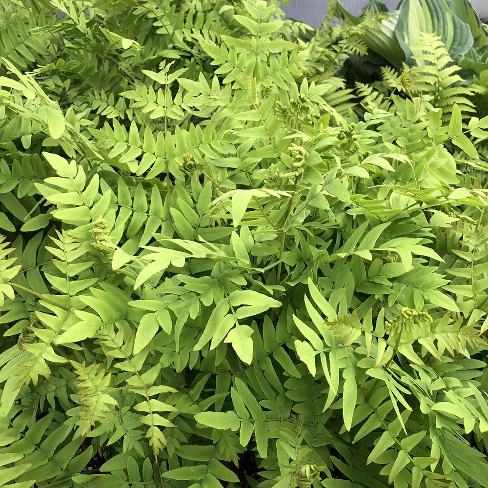 Feriga Regala (Osmunda Regalis)