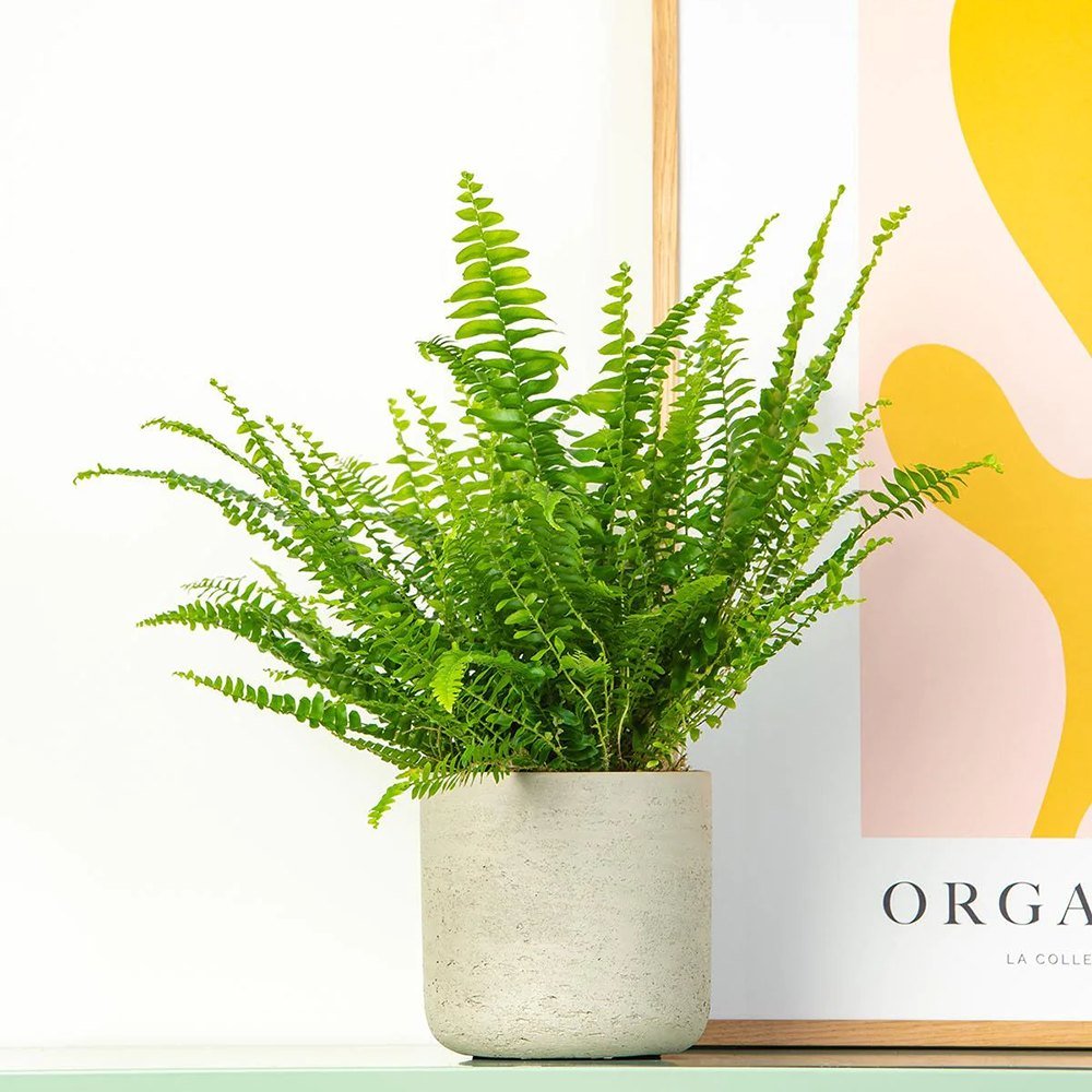 Feriga Sabie de camera Green Lady - 40 cm