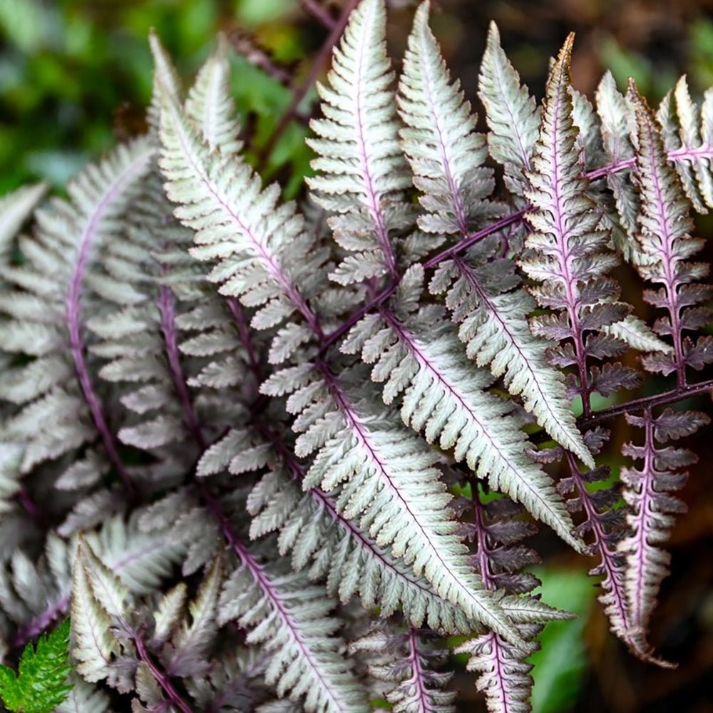 Feriga Japoneza Pictata (Athyrium) Silver Falls
