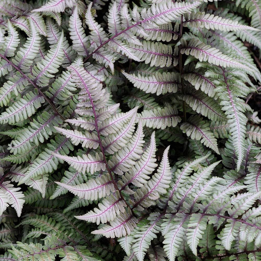 Feriga Japoneza Pictata (Athyrium) Silver Falls