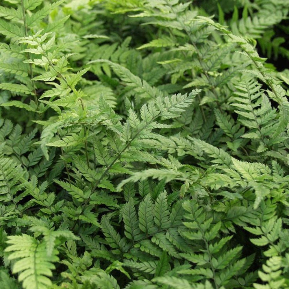 Feriga Neolobatum