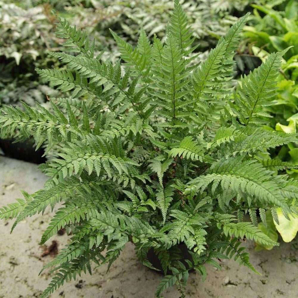 Feriga Neolobatum