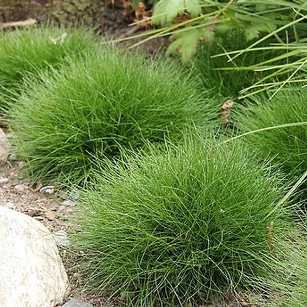 Festuca Gautieri (Paius) Pic Garlit