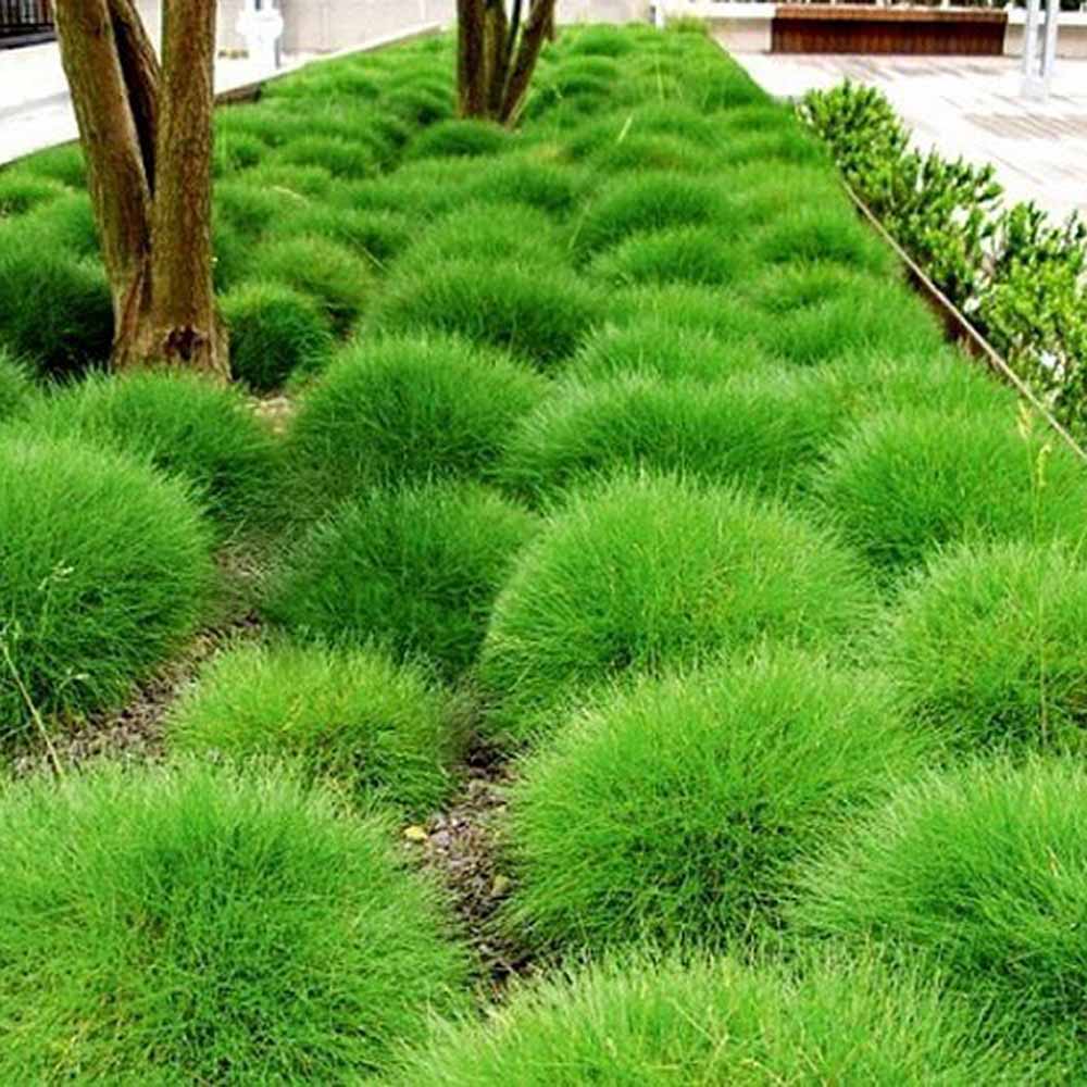 Festuca Gautieri (Paius) Pic Garlit