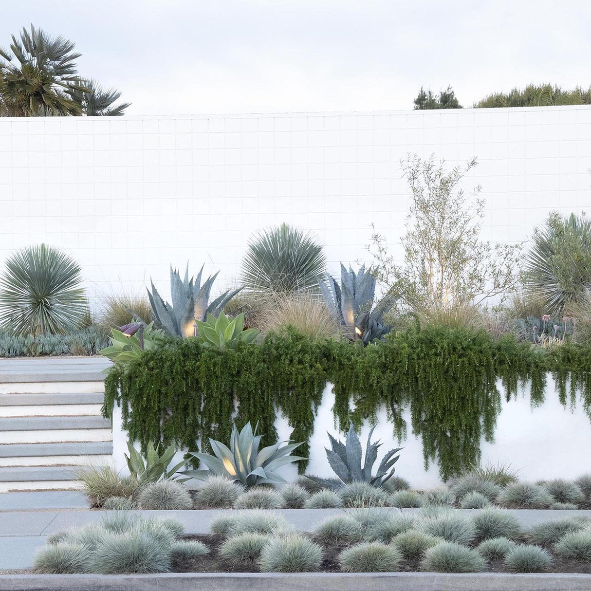 Festuca Glauca (Iarba Albastra) Elijah Blue