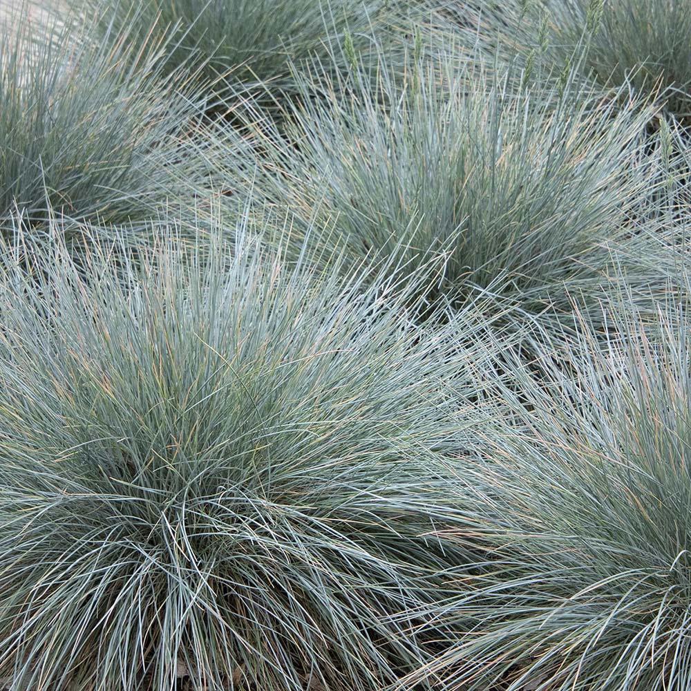 Festuca Glauca (Iarba Albastra) Elijah Blue