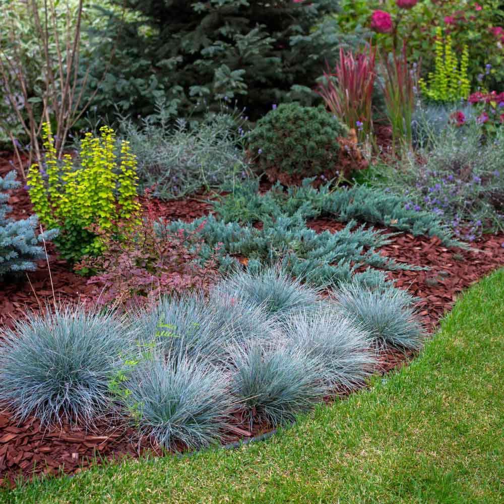 Festuca Glauca (Iarba Albastra) Elijah Blue