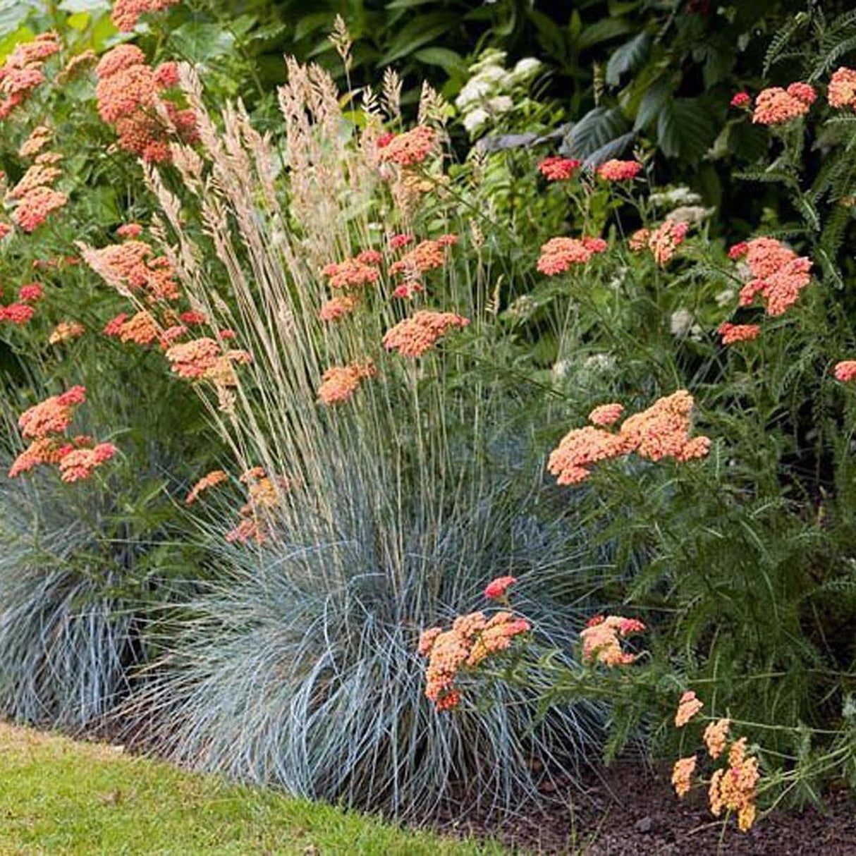 Festuca Glauca (Iarba Albastra) Elijah Blue