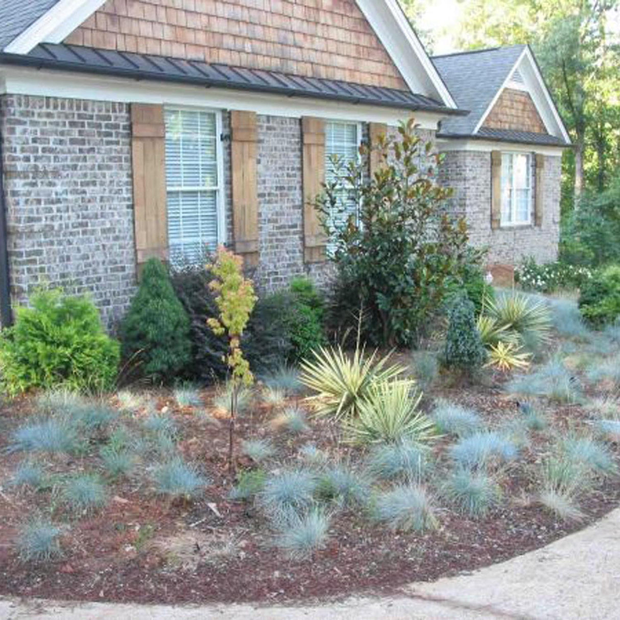 Festuca Glauca (Iarba Albastra) Elijah Blue