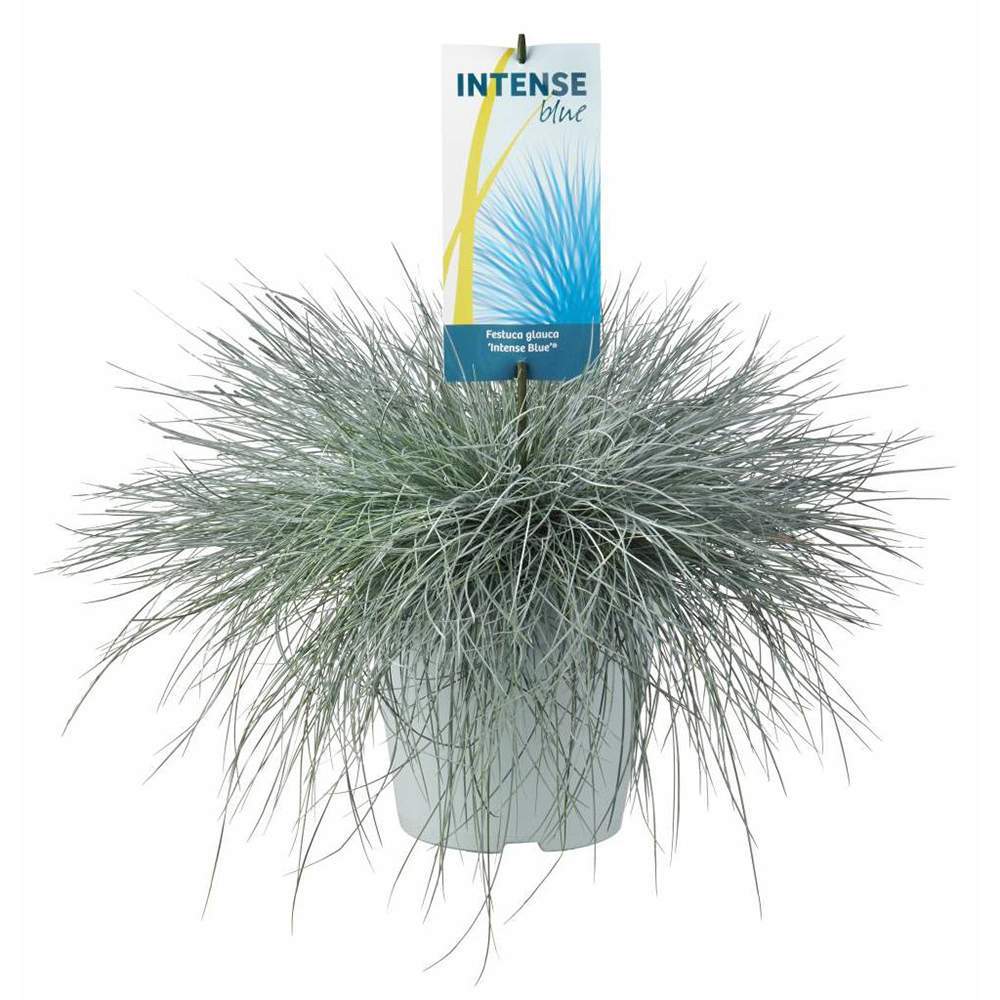 Festuca Glauca (Синя трева) Intens Blue, декоративна трева с интензивносини листа, компактна, идеална за бордюри и скални градини, устойчива на суша