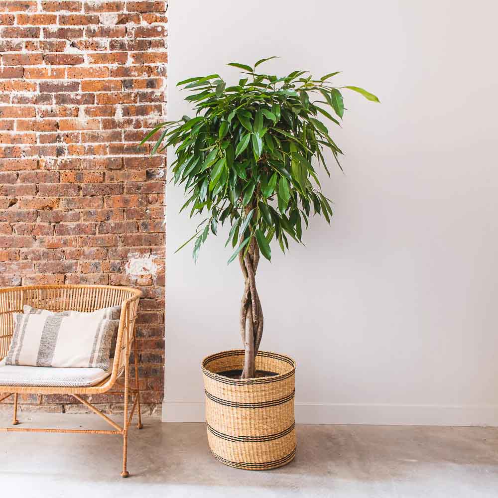 Ficus Amstel King, Tip Copac cu Tulpina impletita - 130 cm
