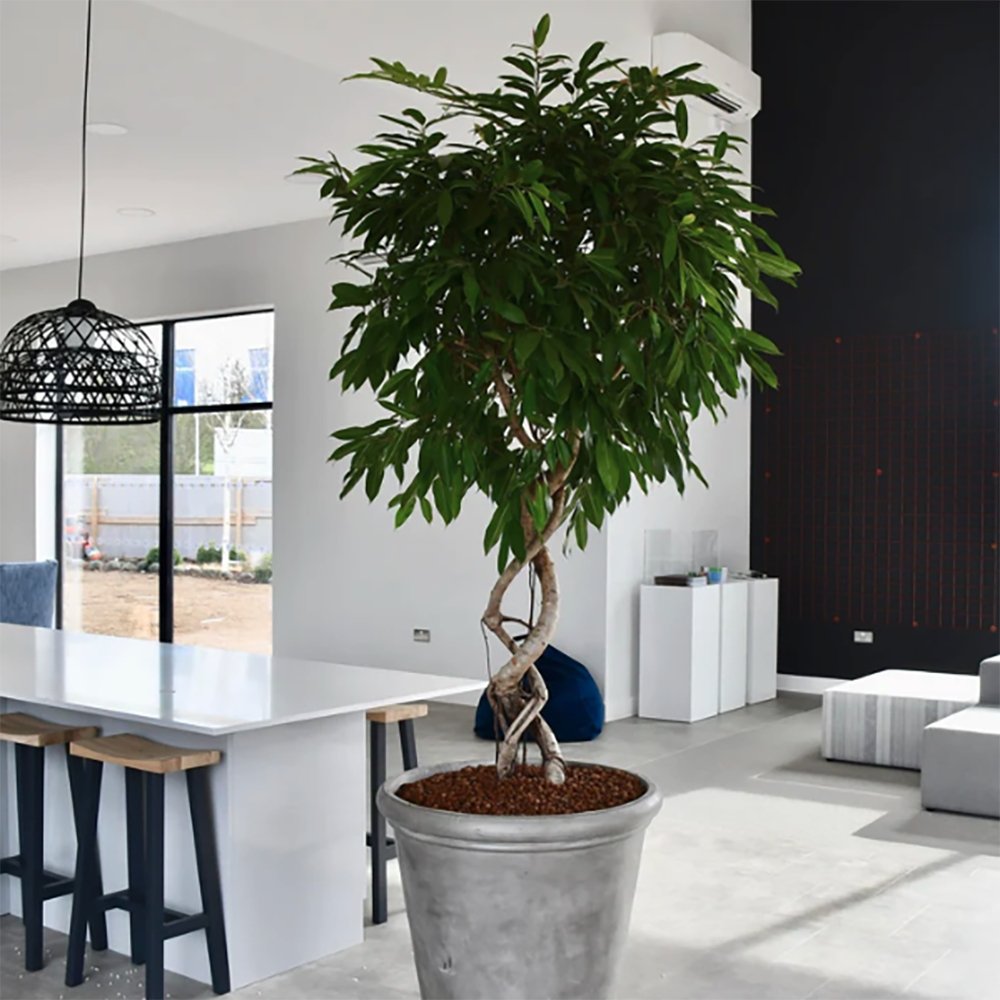 Ficus Amstel King, Tip Copac cu Tulpina impletita - 130 cm