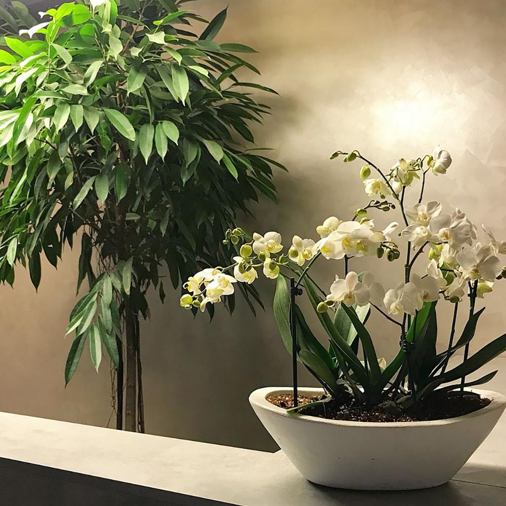 Ficus Amstel King - Tip Copac cu Tulpina impletita - 100 cm