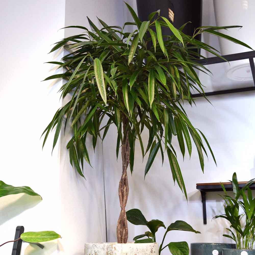 Ficus Amstel King - Tip Copac cu Tulpina impletita - 100 cm