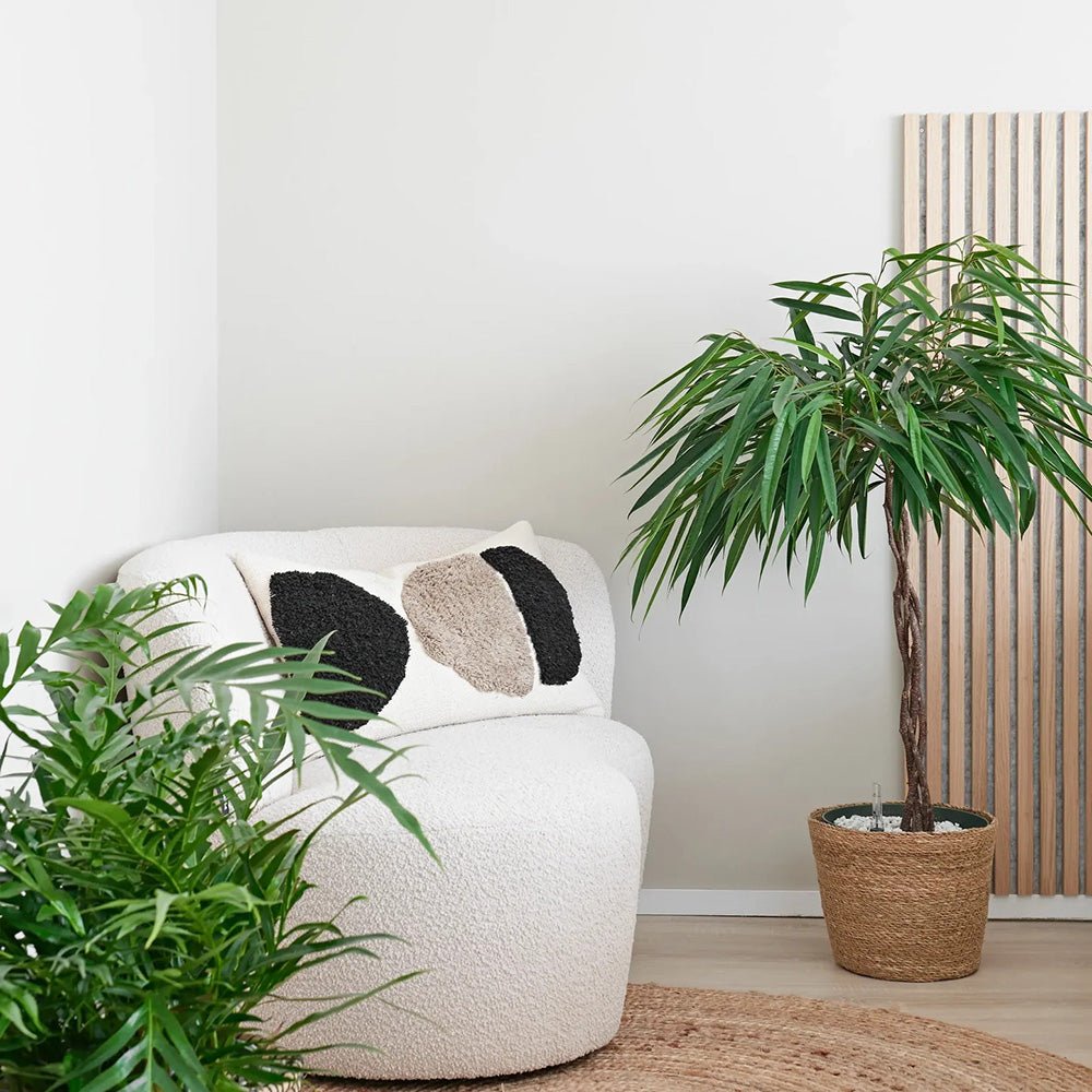 Ficus Amstel King - Tip Copac cu Tulpina impletita - 100 cm