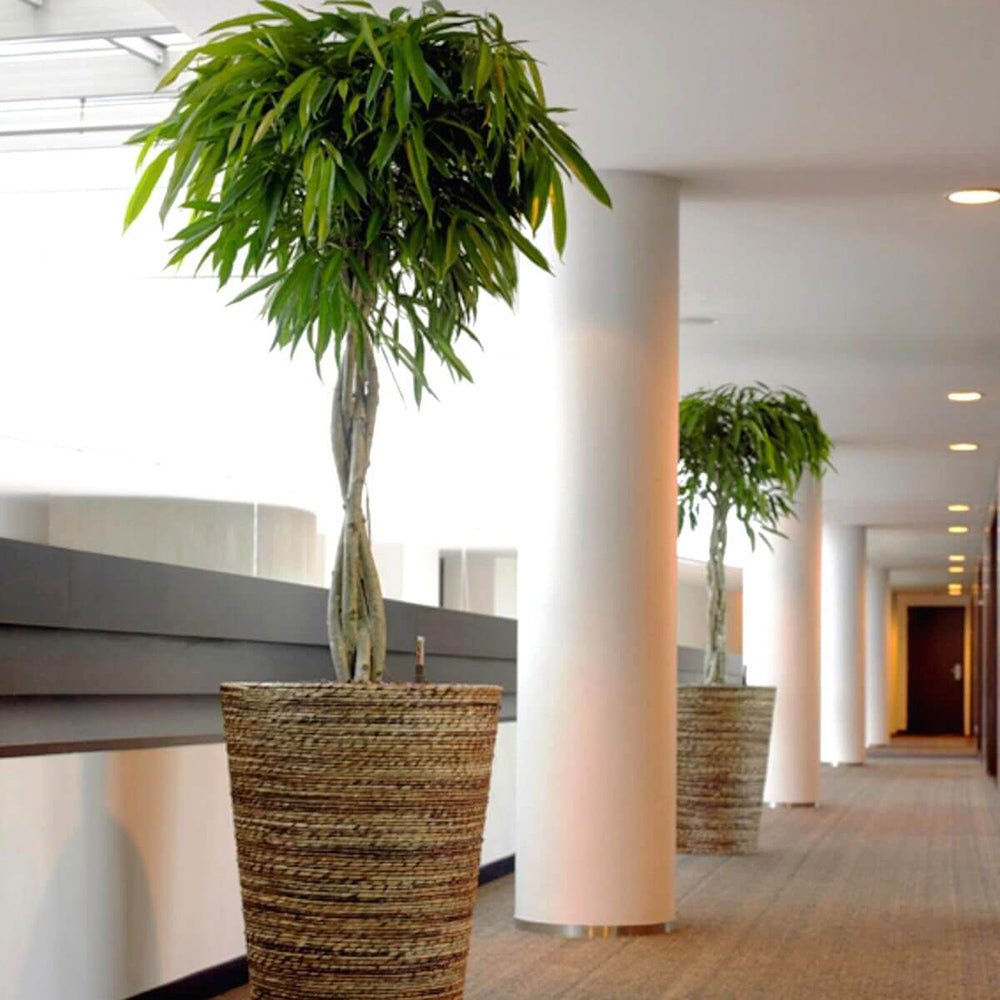 Ficus Amstel King - Tip Copac cu Tulpina impletita - 100 cm