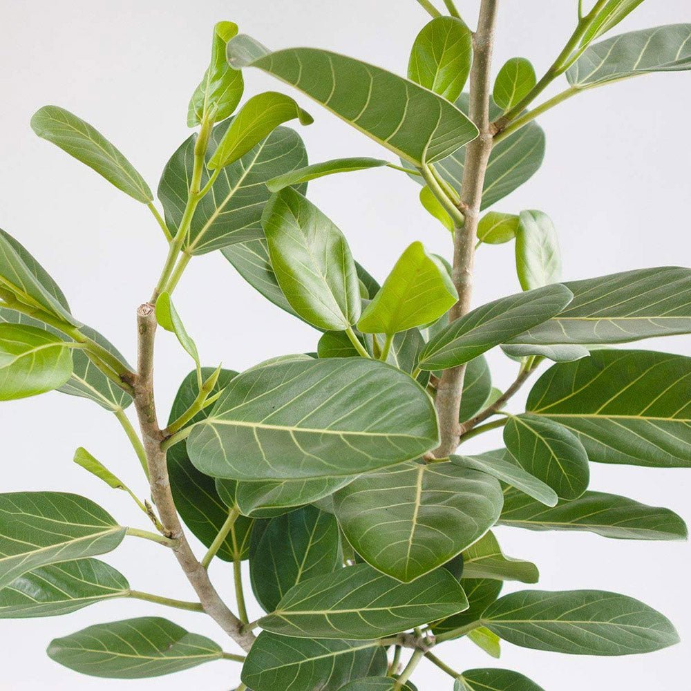 Ficus Audrey, Tip Copac cu tulpina impletita, 110-120 cm, ficus de apartament cu frunze verzi mari catifelate