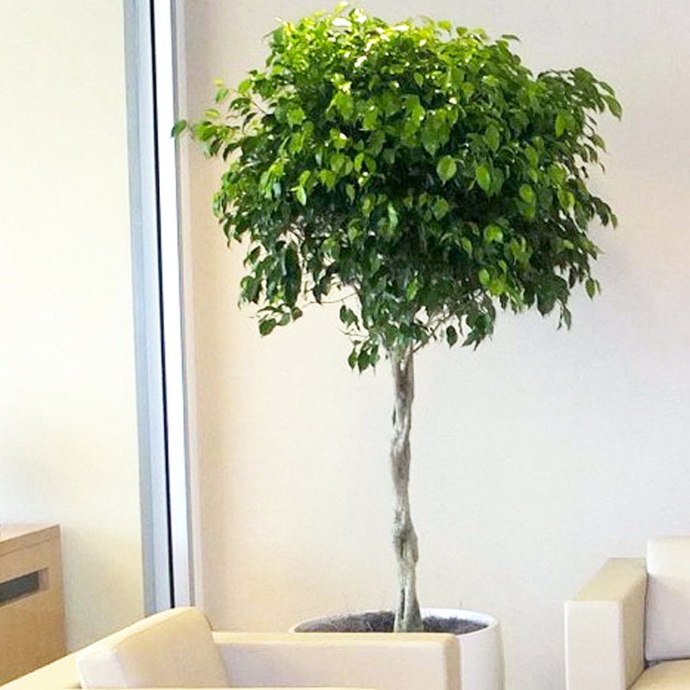 Ficus Benjamina Exotica - Tip Copac cu Tulpina impletita - 110 cm