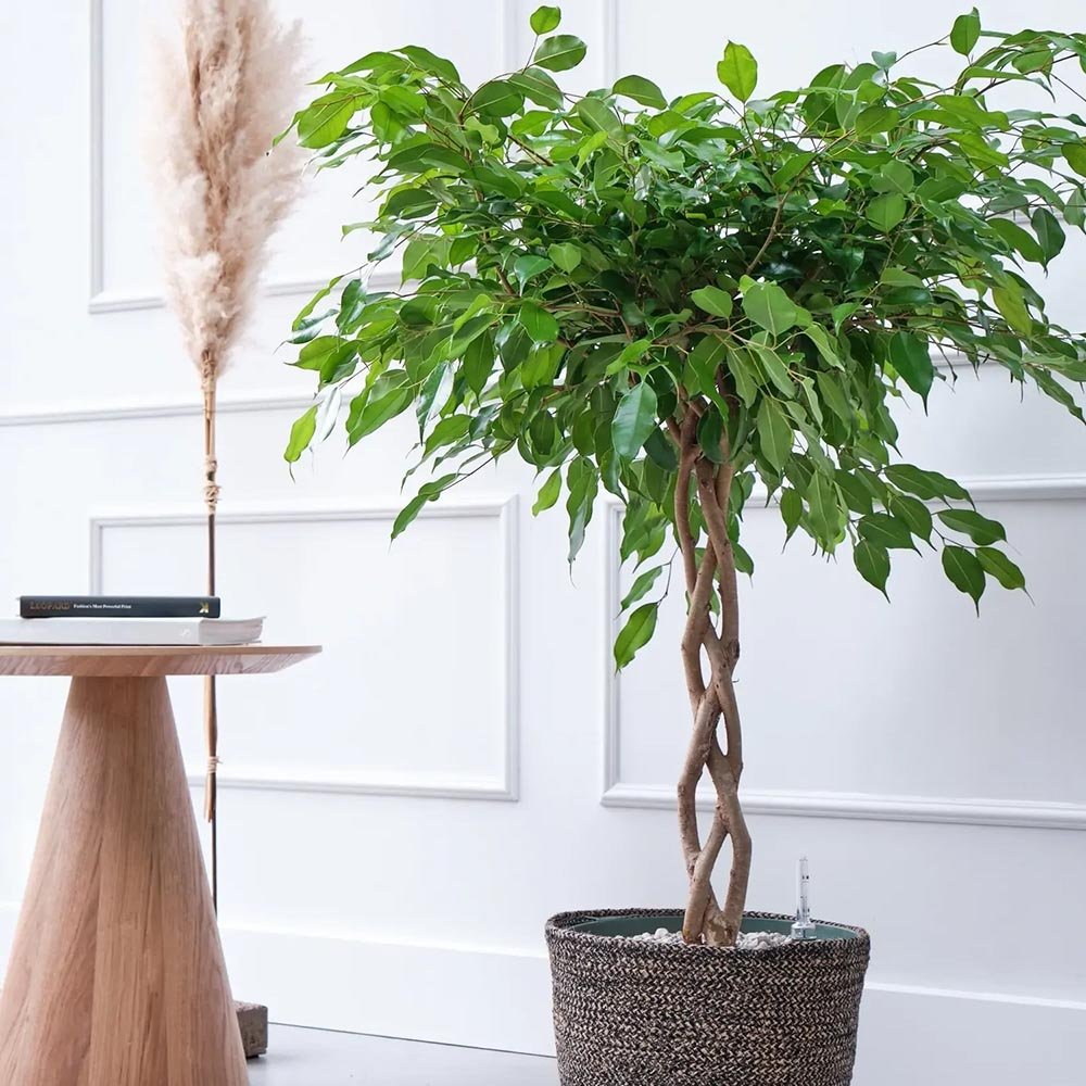 Ficus Benjamina Exotica - Tip Copac cu Tulpina impletita - 110 cm