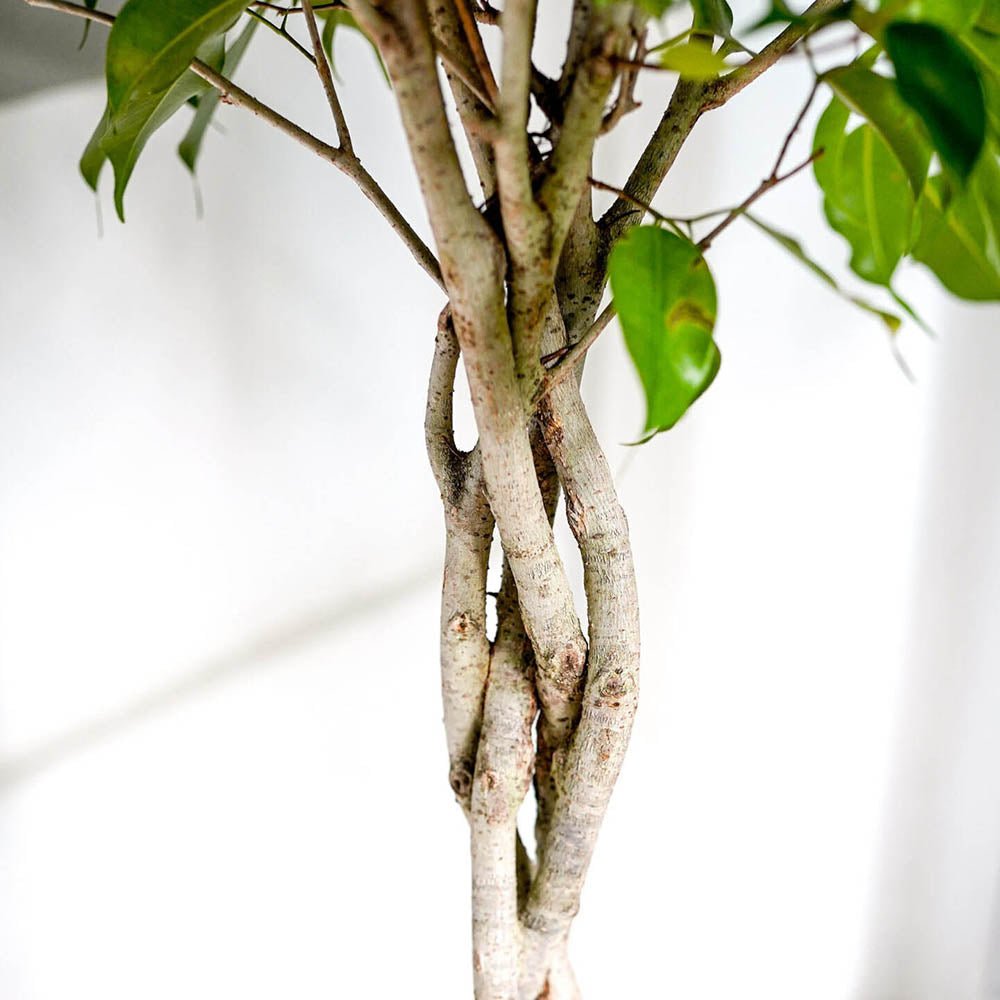 Ficus Benjamina Exotica - Tip Copac cu Tulpina impletita - 110 cm