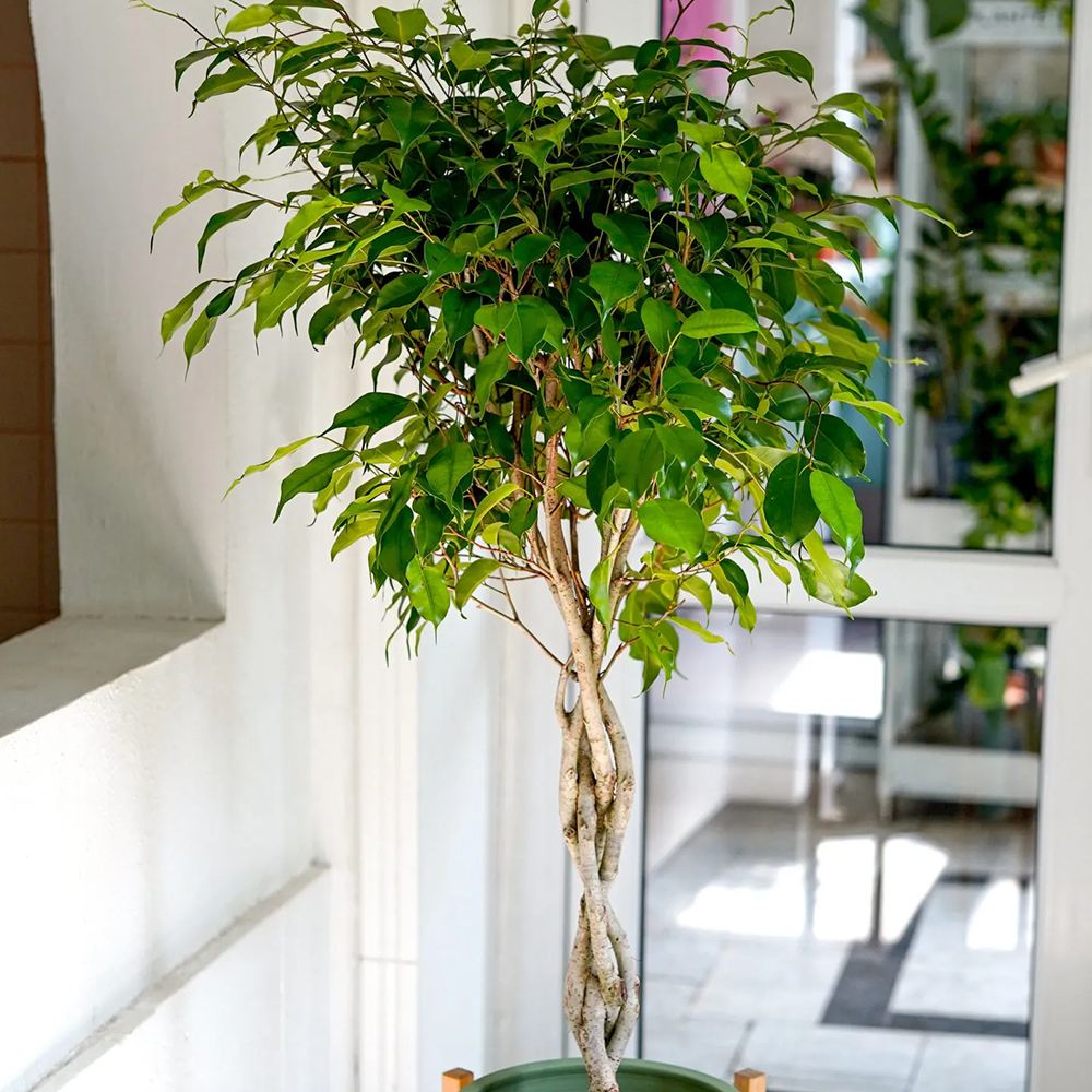 Ficus Benjamina Exotica - Tip Copac cu Tulpina impletita - 110 cm