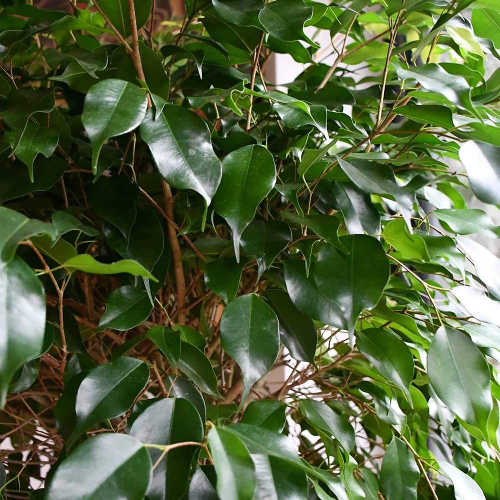 Ficus Benjamina Exotica - Tip Copac cu Tulpina impletita - 110 cm