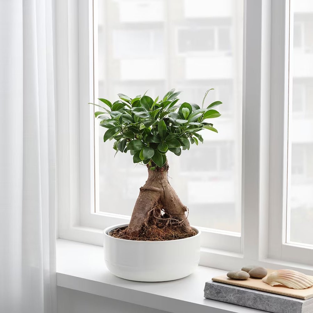 Фикус Бонсай Ginseng – екзотични корени и пречистване на въздуха, 30–35 см