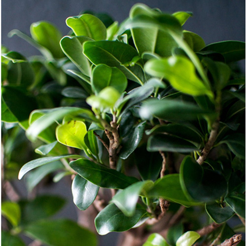 Ficus Bonsai Ginseng - 30 cm