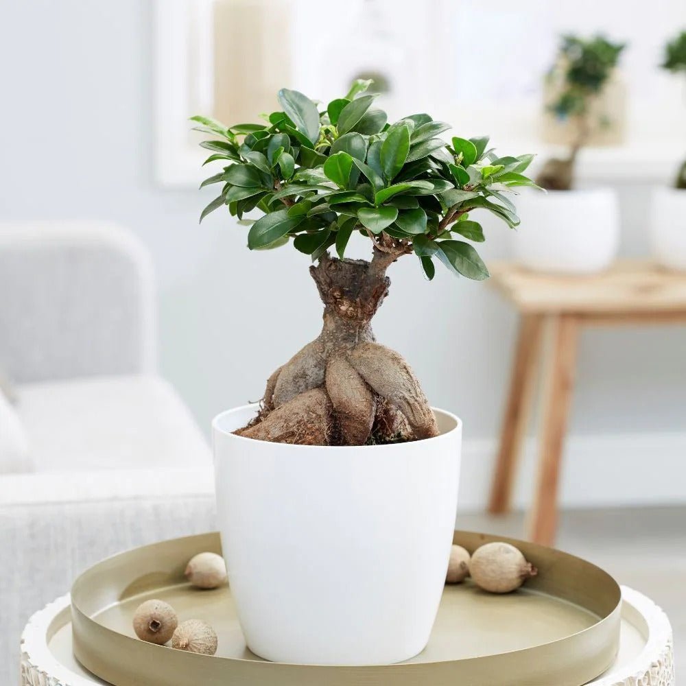 Фикус Бонсай Ginseng – екзотични корени и пречистване на въздуха, 30–35 см