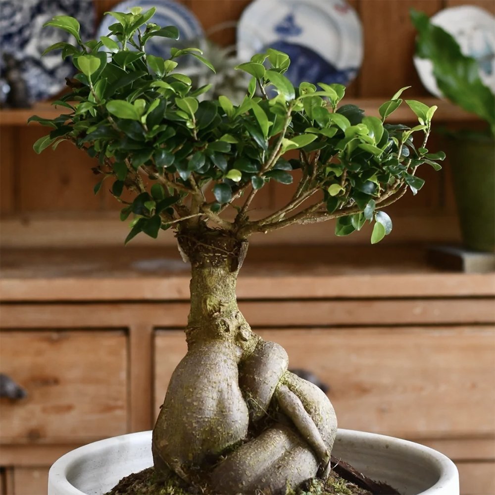 Фикус Бонсай Ginseng – екзотични корени и пречистване на въздуха, 30–35 см