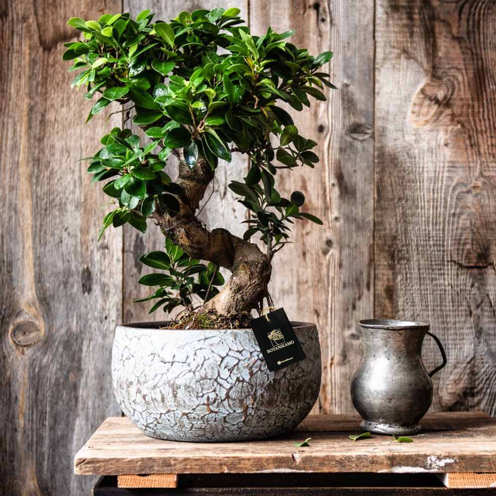 Ficus Bonsai Ginseng Forma Spirala - 60 cm