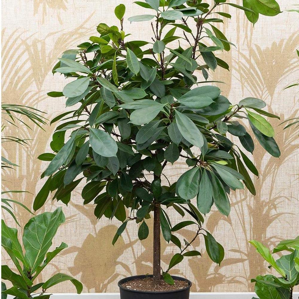 Ficus Cyathistipula - Tip Copac cu Tulpina impletita - 100 cm