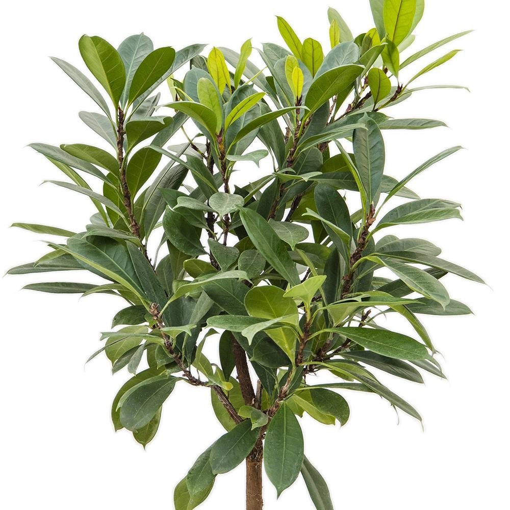Ficus Cyathistipula - Tip Copac cu Tulpina impletita - 100 cm