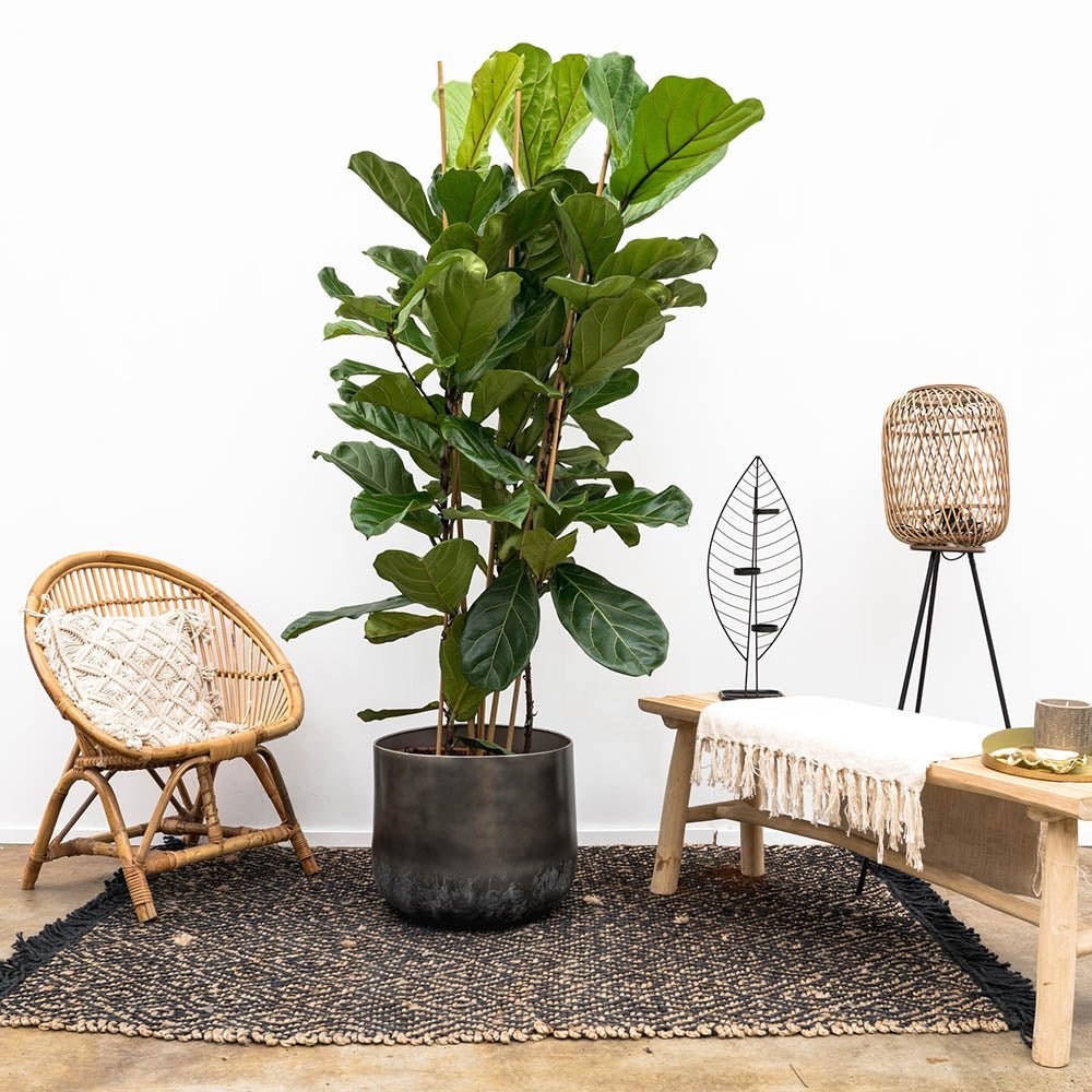Ficus Lyrata - 150 cm