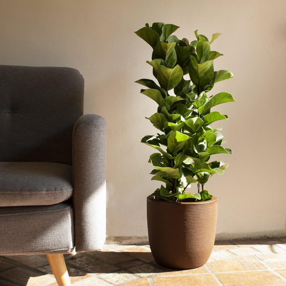 Ficus Lyrata - 150 cm