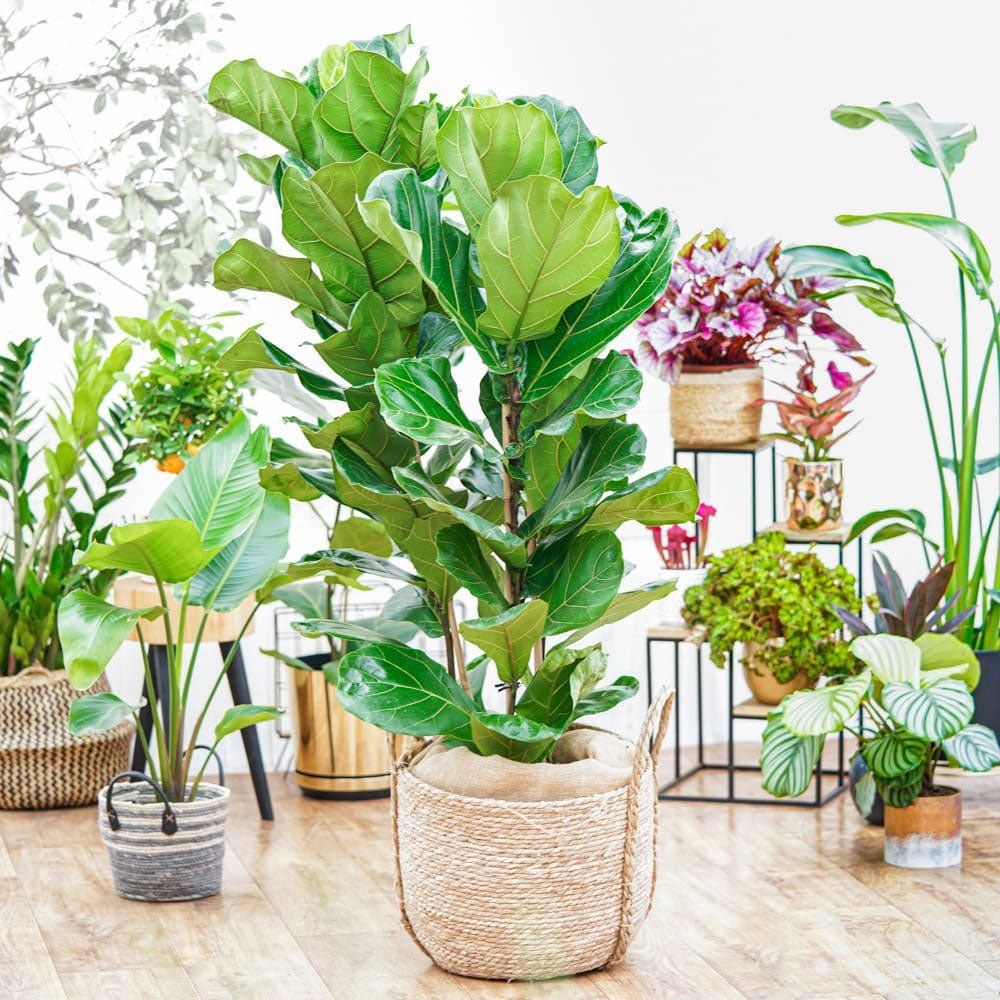 Ficus Lyrata - 60/75 cm