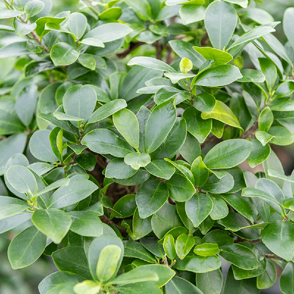 Фикус Бонсай Ginseng спираловидна форма, 130 см, декоративен бонсай, стайно растение, пречиства въздуха