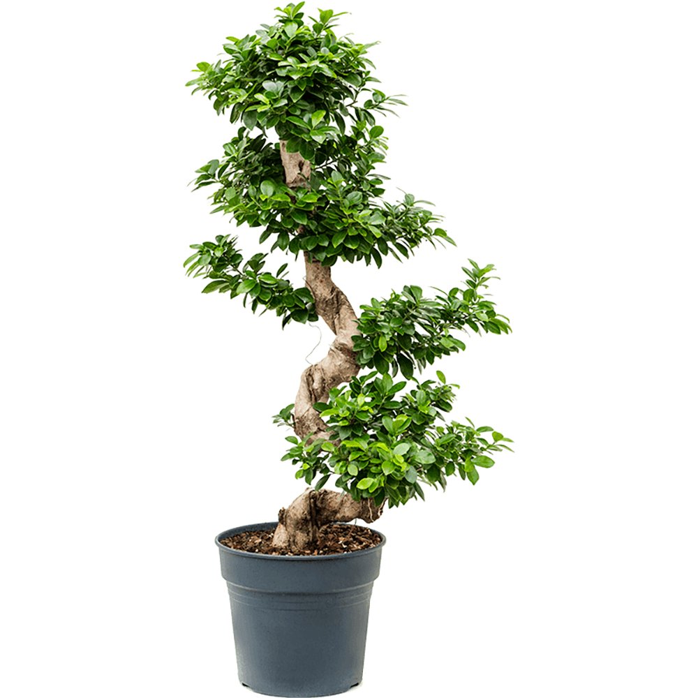 Ficus Bonsai Ginseng Spiral Shape - 120 см