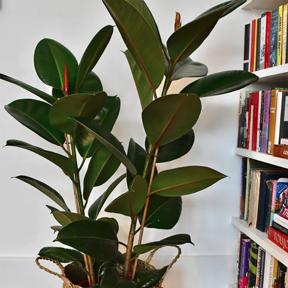 Arbore de Cauciuc (Ficus Robusta) - 130 cm